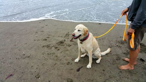 Full length of a white dog on leash at beach 