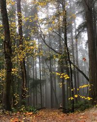 Sunlight streaming through trees in forest during autumn