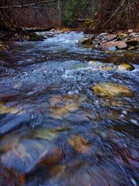 Stream flowing through forest