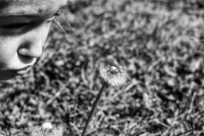 Close-up of dandelion flower on field