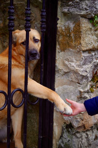 Close-up of hand holding dog