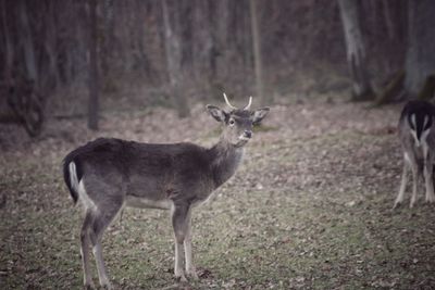 Deer standing on field in forest