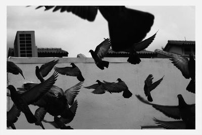 Birds in flight