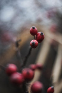 Close-up of red berries on twig