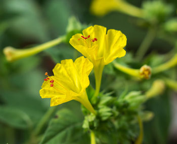 Close-up of insect on yellow flowering plant
