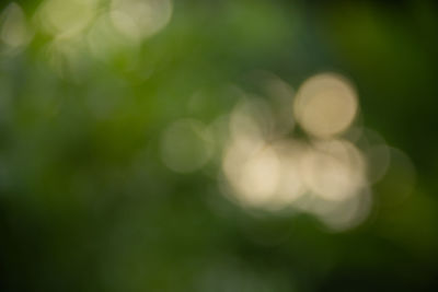 Defocused image of plants