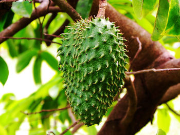 Close-up of fruit growing on tree