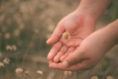 Close-up of hand holding plant