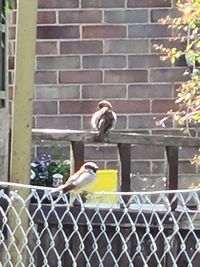 View of bird against brick wall