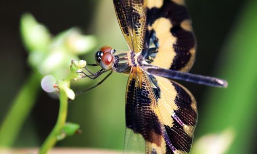 Close-up of butterfly on flower