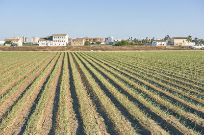 Scenic view of field against clear sky