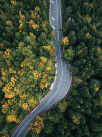 High angle view of road amidst trees