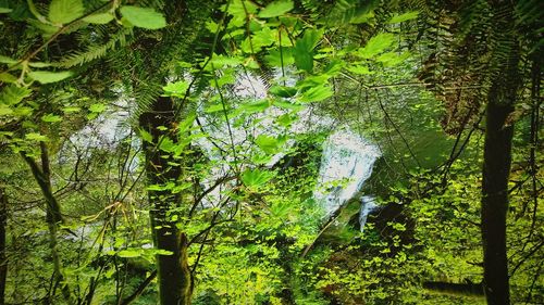 Low angle view of trees