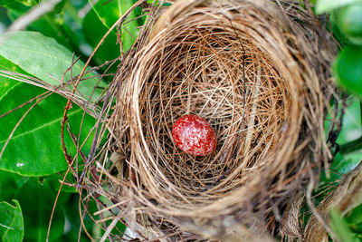 High angle view of bird in nest