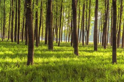 Trees in forest