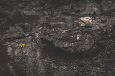 Close-up of lizard on dry flower