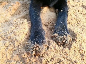 Low section of man on sand