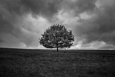 Black and white image of a solitary sycamore tree on an english hillside against a dramatic sky.