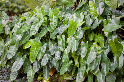 Full frame shot of wet leaves