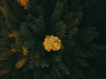 Full frame shot of trees