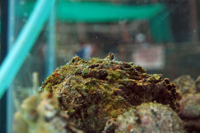 Close-up of lizard on glass