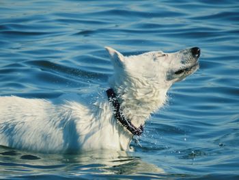 Dog swimming in sea