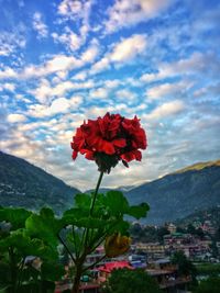 Close-up of red flowers blooming against sky