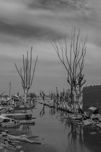 Bare tree by lake against sky