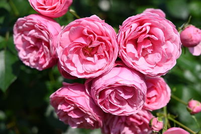 Close-up of pink flowering plant