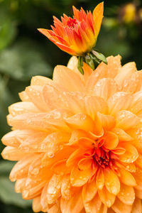 Close-up of wet orange hibiscus blooming outdoors