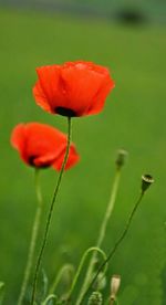 Close-up of red poppy blooming in field