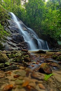 Scenic view of waterfall in forest