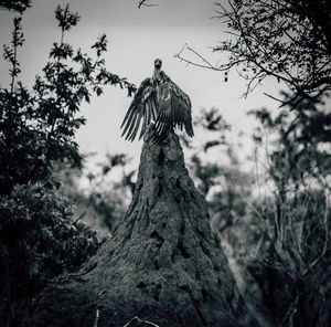 Bird perching on tree trunk