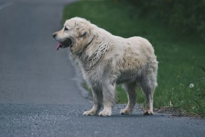 Dog on road