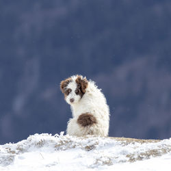 White dog on snow covered landscape