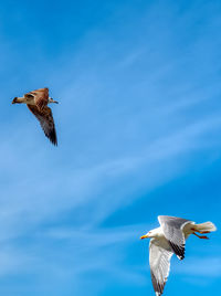 Low angle view of seagulls flying in sky