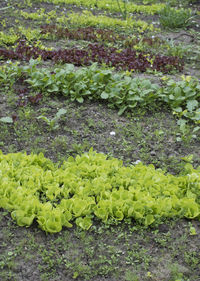 Close-up of fresh green plants in field