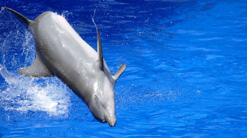 Whale swimming in sea
