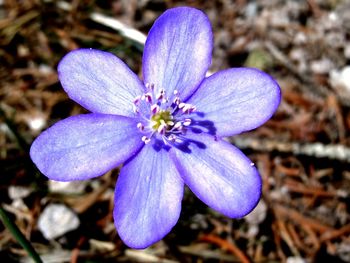 Close-up of purple flowers blooming