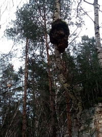 Low angle view of trees in forest