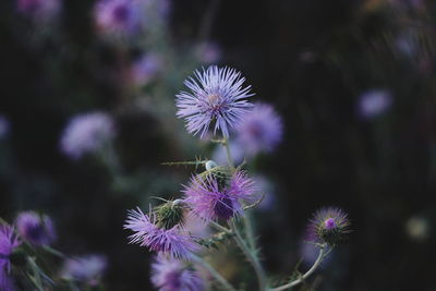 Close-up of purple thistle flower