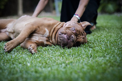 Woman petting dogue de bordeaux lying on field