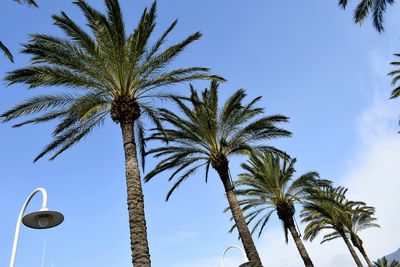 Low angle view of palm trees against clear sky