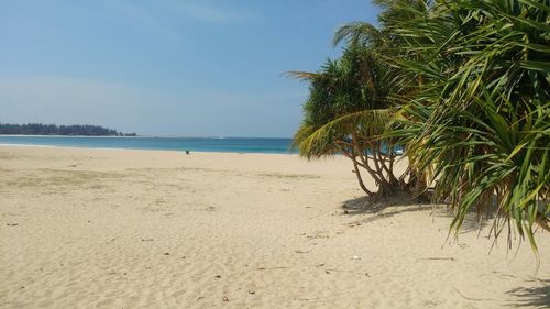 Palm trees on beach against sky