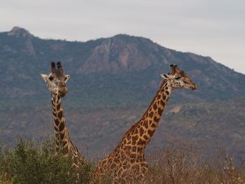 View of giraffe on mountain