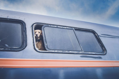 Dog looking through bus window against sky