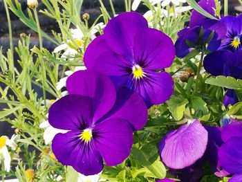 Close-up of purple flowers