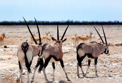 Three gemsbok oryx standing on the dry open desert savannah