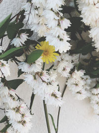 Close-up of white flowering plants