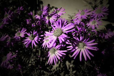 Close-up of purple flowering plants